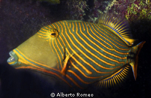 Yellow-lined Triggerfish ( Balistapus undulatus) by Alberto Romeo 